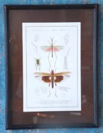 Old framed and glazed print from insects