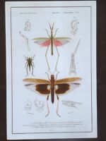 Old framed and glazed print from insects - Image 2