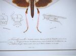 Old framed and glazed print from insects - Image 3