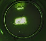 Vintage Vereco espresso cup with matching saucer - Image 4