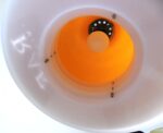 Soviet Space Age style Estoplast ceiling lamp Model E-702 - Image 7
